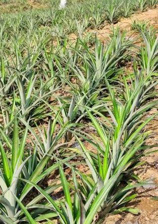 麦当娜怎么种植方法？种植过程中需要注意哪些问题？