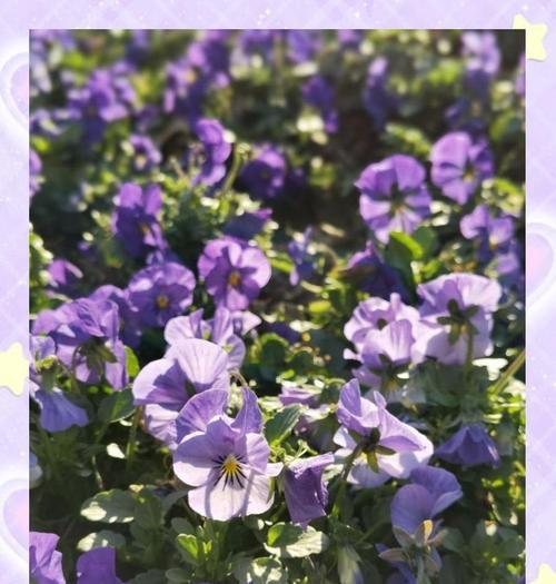 三色堇催芽快的方法是什么？需要多长时间才能发芽？