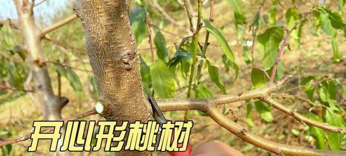 冬季桃树修剪技巧有哪些？如何正确进行桃树冬季剪枝？