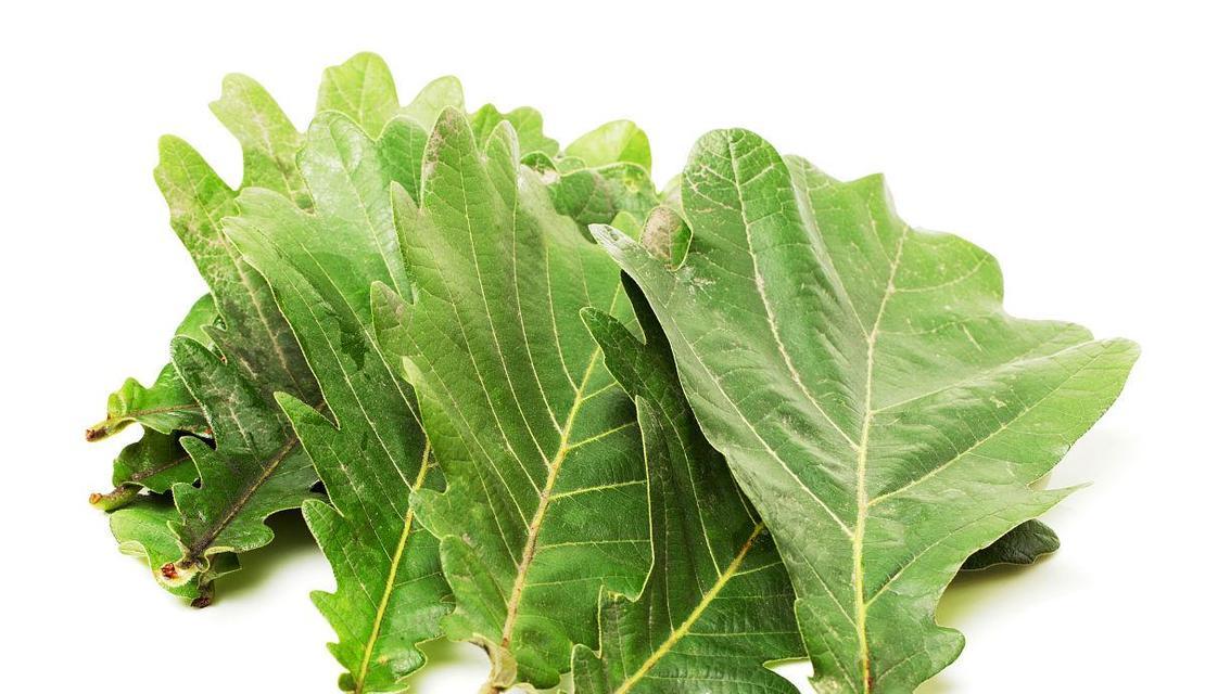 橡树修剪枝条的最佳时机是什么时候？具体步骤有哪些？