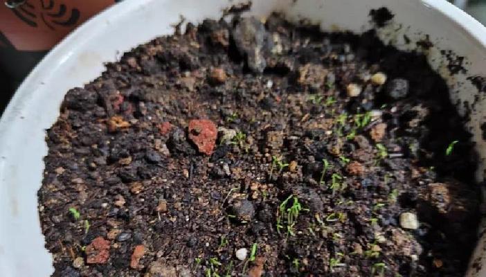 波斯菊种催芽方法是什么？如何确保种子顺利发芽？