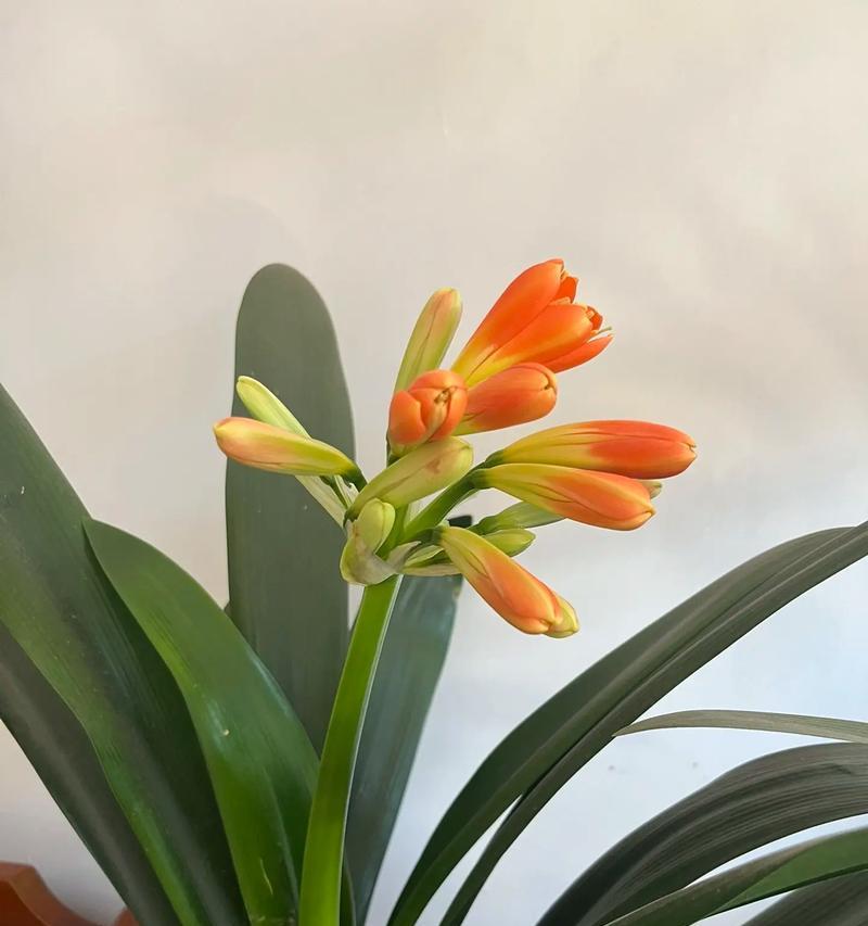104朵花的寓意是什么意思？如何正确解读104朵花的含义？