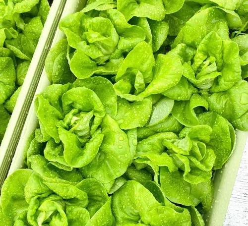 大速生菜苗怎么种植方法？有哪些步骤和技巧？