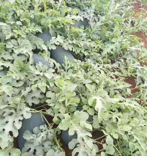 黑美人催芽后怎么操作？后续步骤和注意事项是什么？