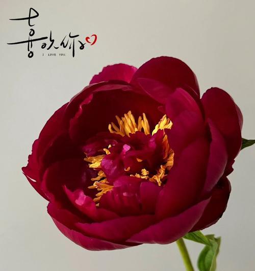 黑美人催芽后怎么操作？后续步骤和注意事项是什么？