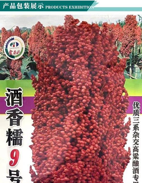 家里高粱种子怎么催芽？催芽过程中的常见问题有哪些？