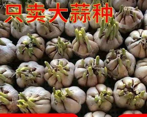精选催芽蒜种子怎么种植？种植过程中需要注意哪些问题？