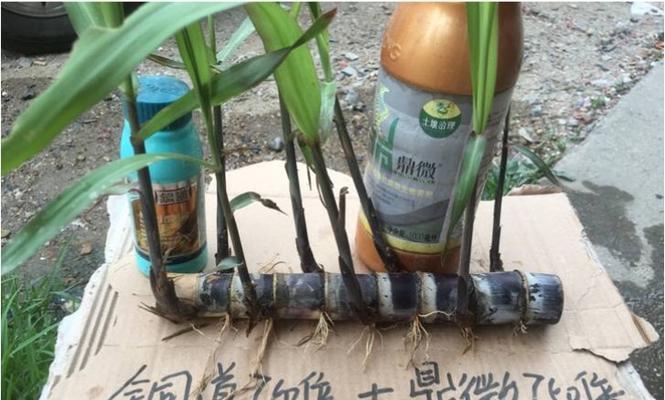 甘蔗育苗催芽方法是什么？如何提高催芽效率？