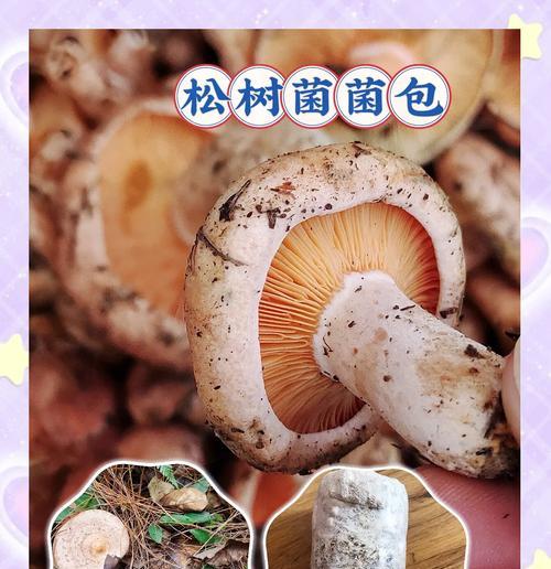 松菌子怎么种植？种植方法有哪些常见问题？
