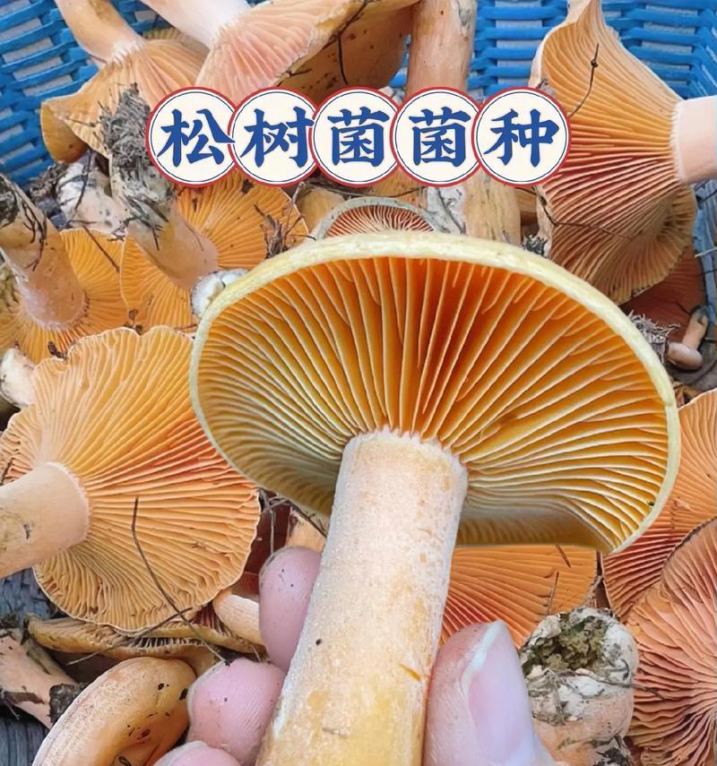 松菌子怎么种植？种植方法有哪些常见问题？