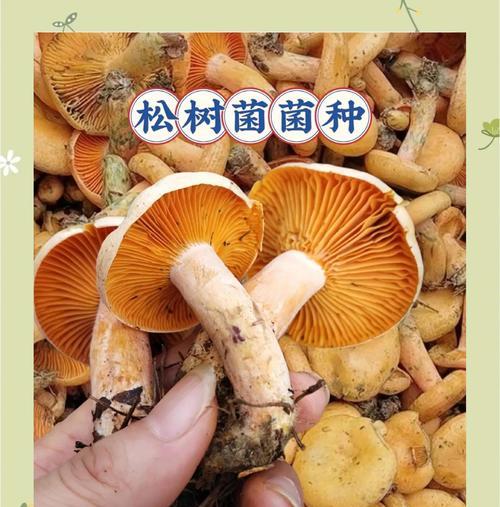松菌子怎么种植？种植方法有哪些常见问题？