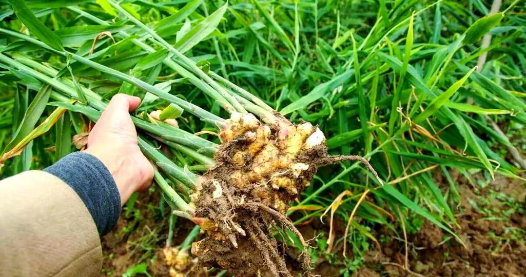 夏季种姜的最佳方法是什么？种植过程中应注意哪些问题？