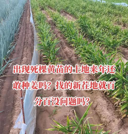 春姜种植方法有哪些步骤？如何确保高产？