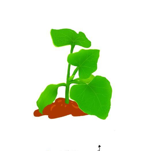 催芽后丝瓜种子播种方法是什么？需要注意哪些问题？