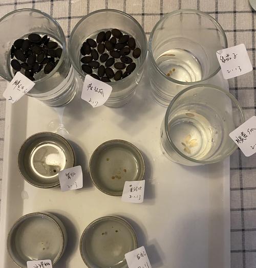 催芽后丝瓜种子播种方法是什么？需要注意哪些问题？