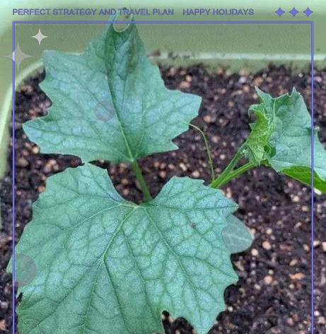催芽后丝瓜种子播种方法是什么？需要注意哪些问题？