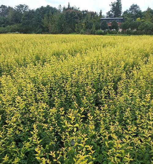 毛叶芍子怎么种植方法？种植过程中需要注意哪些问题？