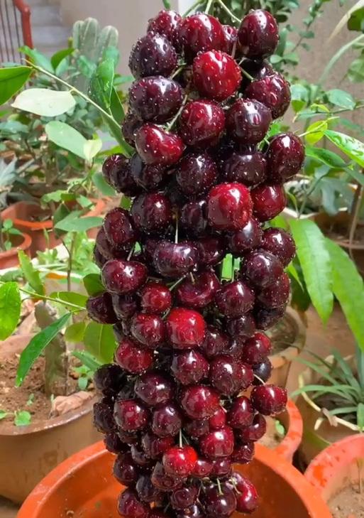 毛叶芍子怎么种植方法？种植过程中需要注意哪些问题？