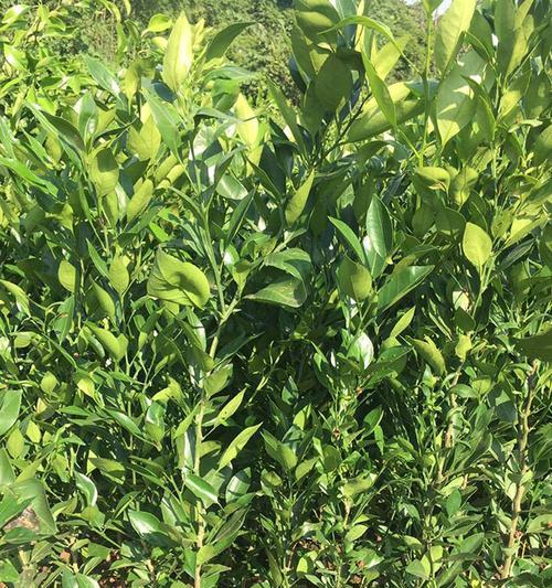 毛叶芍子怎么种植方法？种植过程中需要注意哪些问题？