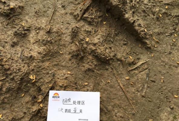 稻种催芽率低怎么回事？如何提高稻种的发芽率？