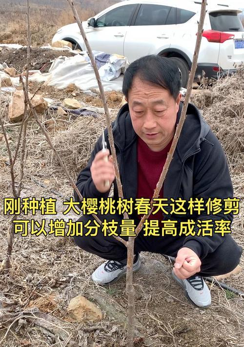 樱桃修剪枝叶的最佳时机是什么时候？修剪后如何促进新枝生长？