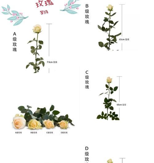 玫瑰修剪枝干的最佳时机是什么时候？如何正确修剪以促进开花？