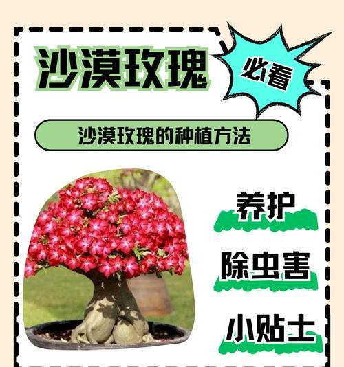 玫瑰修剪枝干的最佳时机是什么时候？如何正确修剪以促进开花？
