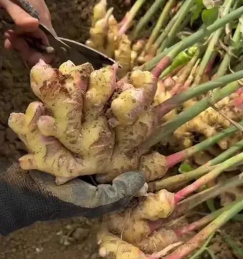 生姜催芽的最佳方法是什么？需要多长时间才能发芽？