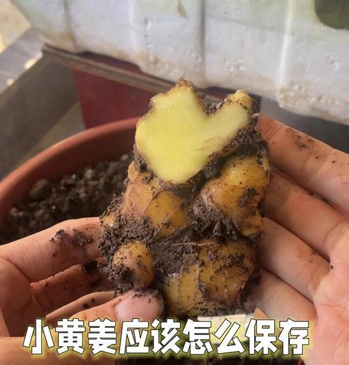 生姜催芽的最佳方法是什么？需要多长时间才能发芽？