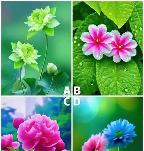 104朵花的寓意是什么意思？花语背后隐藏着哪些秘密？