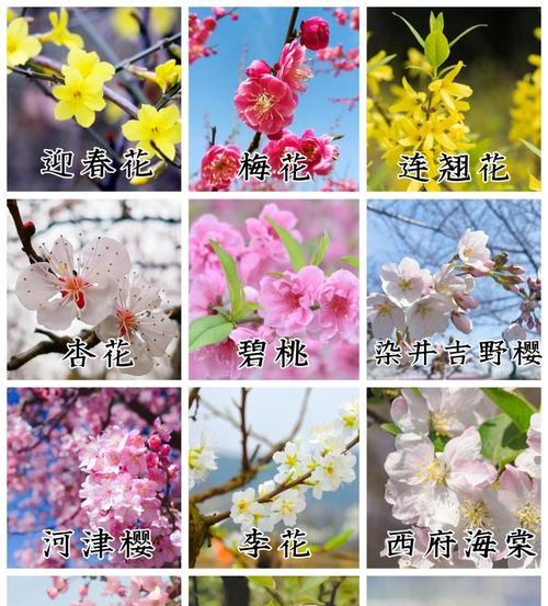 104朵花的寓意是什么意思？花语背后隐藏着哪些秘密？