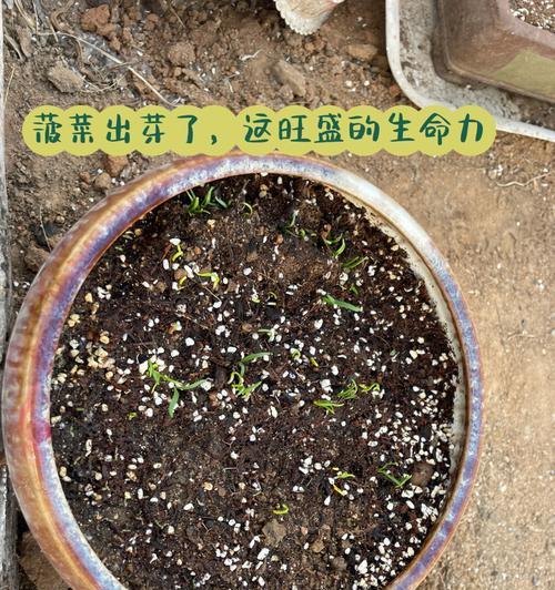 菠菜种子催芽方法是什么？需要多长时间才能发芽？