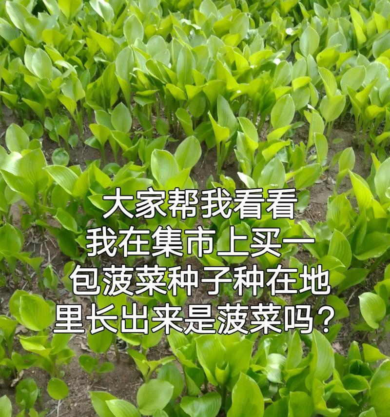 菠菜种子催芽方法是什么？需要多长时间才能发芽？