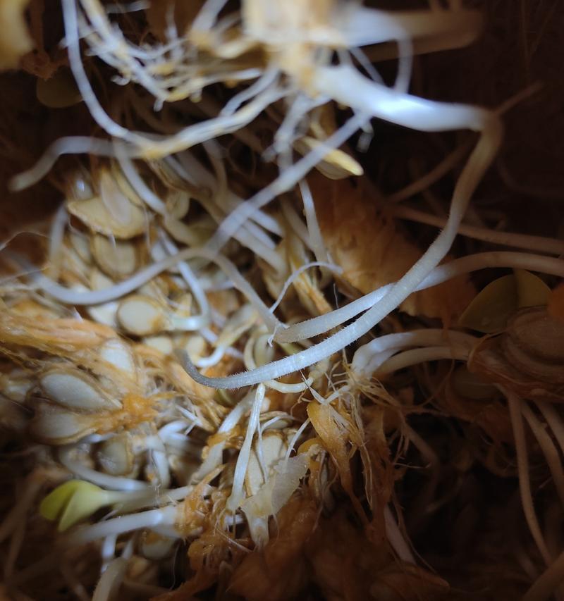 南瓜米催芽方法是什么？需要多长时间才能发芽？