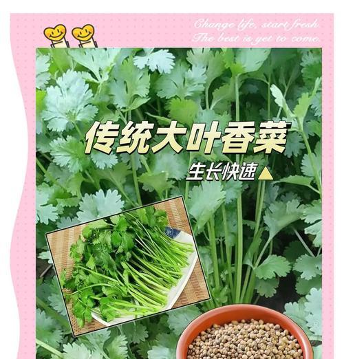 湘菜种植方法有哪些？如何正确种植湘菜？