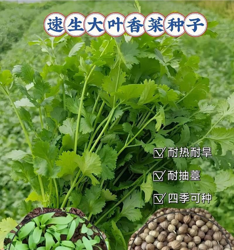 湘菜种植方法有哪些？如何正确种植湘菜？