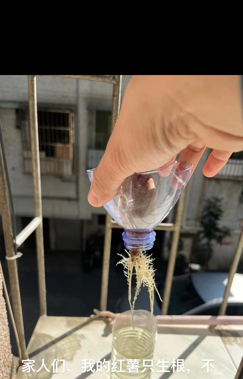 番薯放家里怎么催芽？催芽过程中的常见问题有哪些？