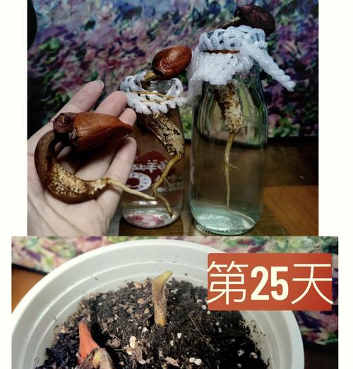 榴莲糊催芽最快的方法是什么？需要多长时间才能发芽？