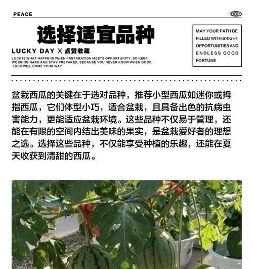 盆栽西瓜种植方法有哪些？如何确保盆栽西瓜健康成长？