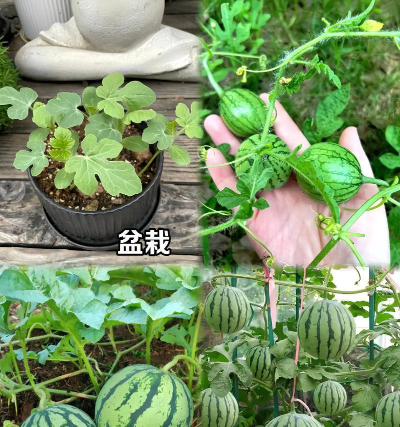 盆栽西瓜种植方法有哪些？如何确保盆栽西瓜健康成长？