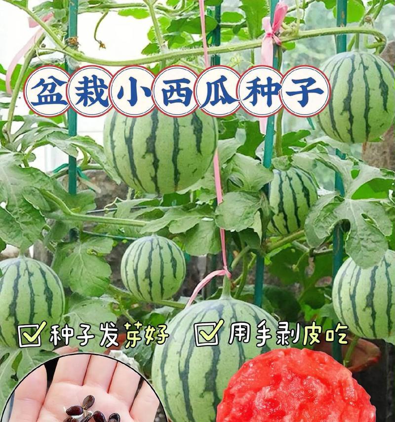 盆栽西瓜种植方法有哪些？如何确保盆栽西瓜健康成长？