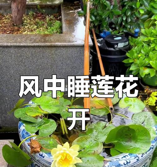 碎莲修剪枝叶的最佳时机是什么时候？如何正确修剪？