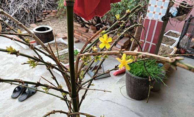 老庄开花修剪枝条的最佳时机是什么时候？修剪后如何护理？