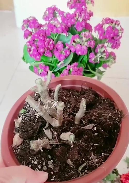 老庄开花修剪枝条的最佳时机是什么时候？修剪后如何护理？