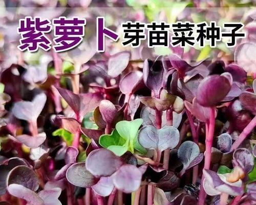 萝卜苗种子催芽方法是什么？需要多长时间才能发芽？