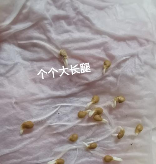 鲜桃催芽的最佳方法是什么？需要多长时间才能看到效果？