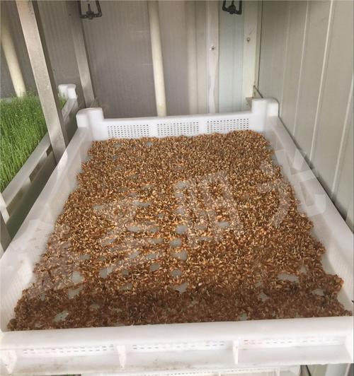 水稻催芽来芽慢怎么回事？如何快速解决？