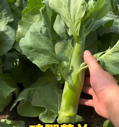 鸡腿芥兰催芽方法是什么？种植步骤有哪些？