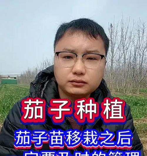 茄子种要催芽吗？如何正确种植茄子？