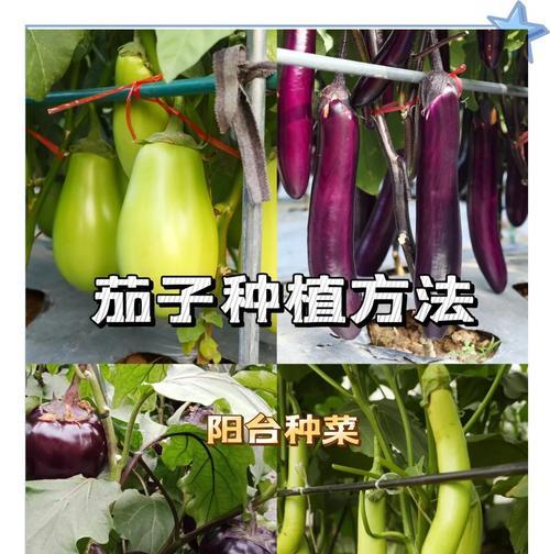 茄子种要催芽吗？如何正确种植茄子？